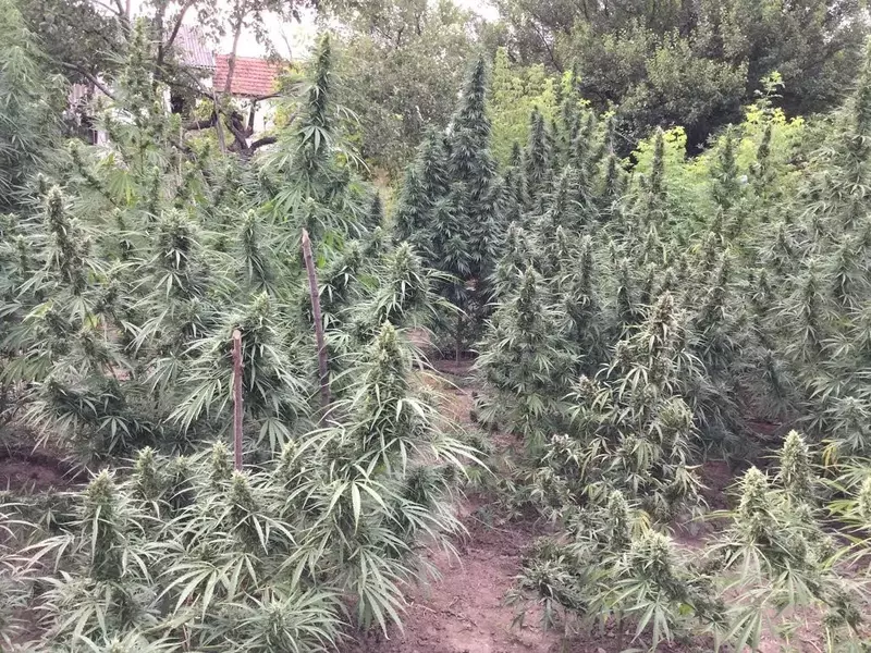 Durban Monk Reg, Фасовка: 12, изображение 2